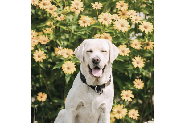 Chancellor Park Veterinary Surgery logo